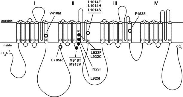 How Does Pyrethrin Affect Insects
