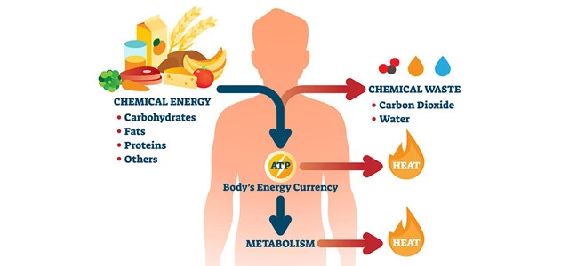 Metabolic
