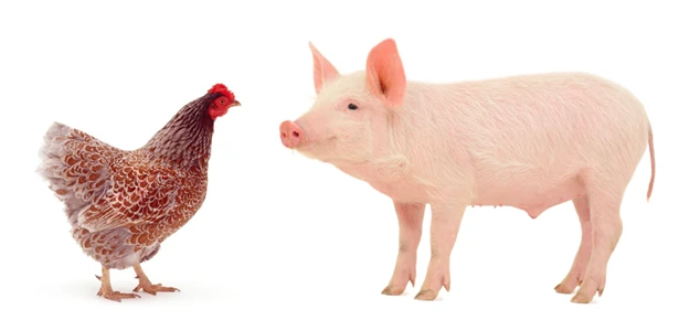 pig and poultry
