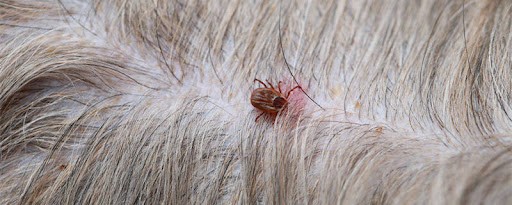 Function of Nitenpyram