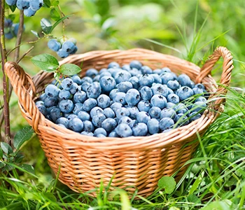 Kemm huma b'saħħithom il-blueberries fid-dinja tal-frott?
