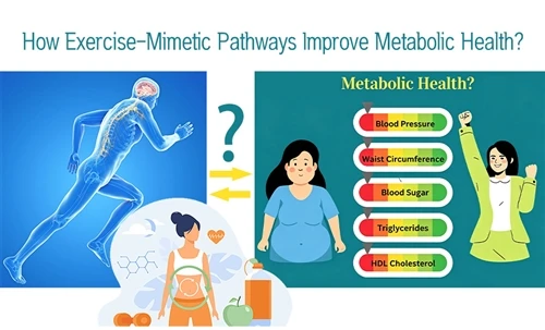 Kif l-Eżerċizzju-Mogħdijiet Mimetiċi Jtejbu s-Saħħa Metabolika