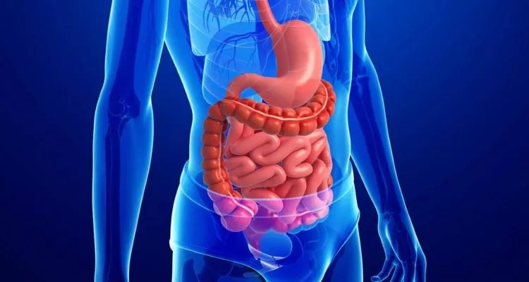Most adverse effects occur in the gastrointestinal tract Most adverse effects occur in the gastrointestinal tract