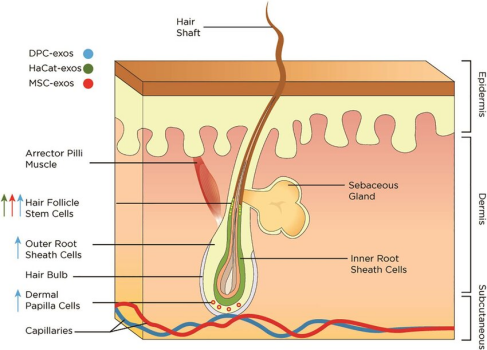 promote the proliferation of epidermal-dermal papilla cells